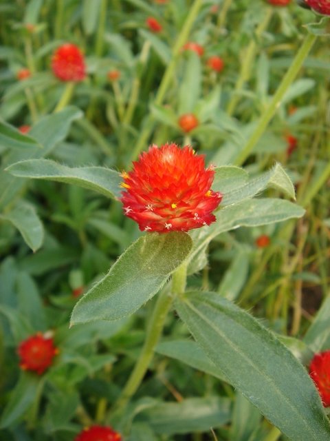 Gomphrena haageana 'Flashing Light'